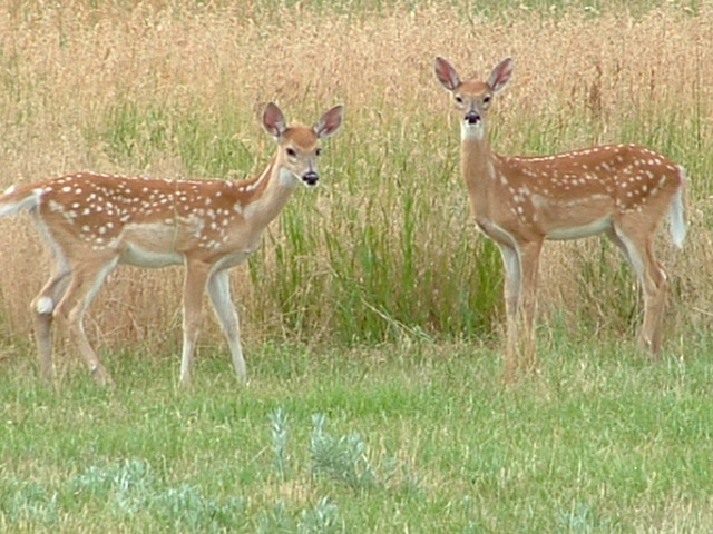 http://www.goodmorningworld.org/images/twins.JPG