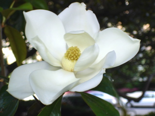 DSC00288